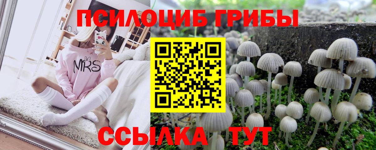 Псилоцибиновые грибы мицелий  продажа наркотиков  Изобильный  Вход с VPN  Псилоцибиновые грибы Psilocybine cubensis 
